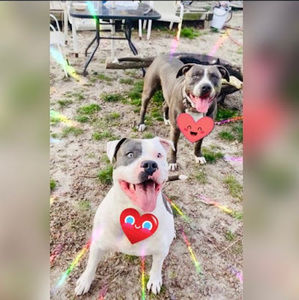 Meet your Posher, Alo